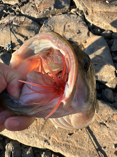 ブラックバスの釣果