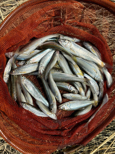 ウグイの釣果