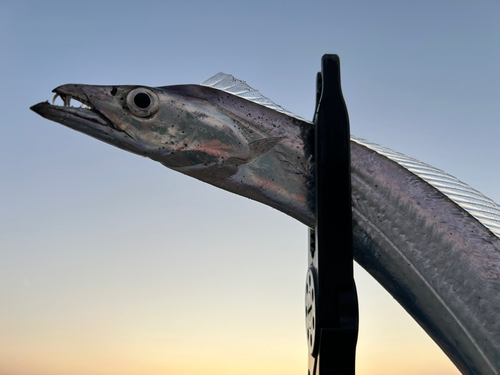 タチウオの釣果