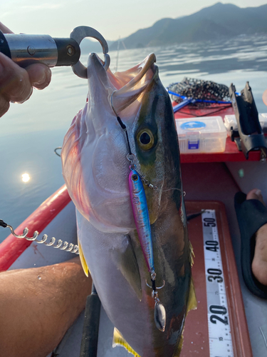 ブリの釣果