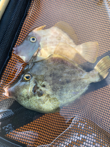 カワハギの釣果