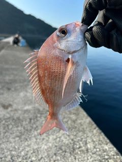 タイの釣果