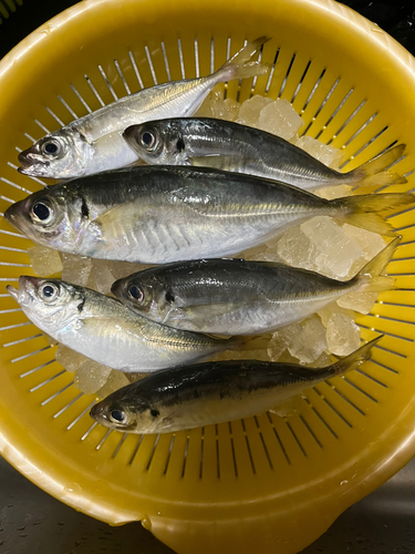 アジの釣果