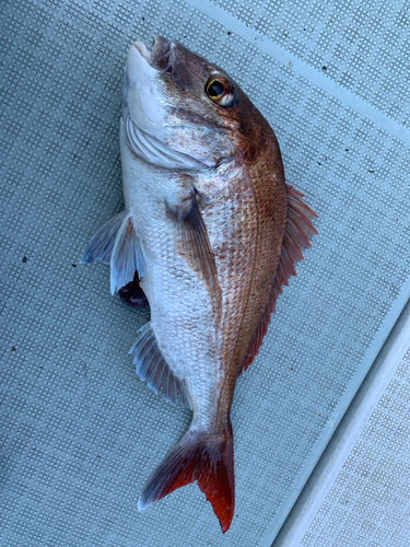 マダイの釣果