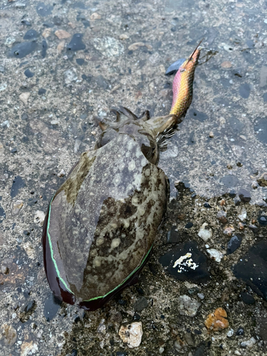 コウイカの釣果