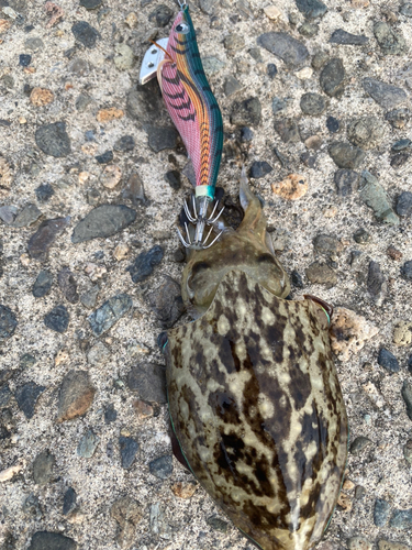 モンゴウイカの釣果