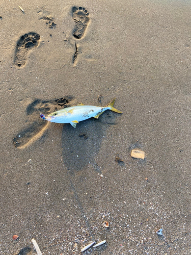 イナダの釣果