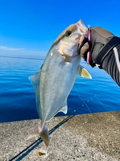 ネリゴの釣果