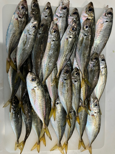 アジの釣果