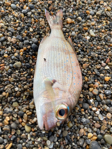 チャリコの釣果