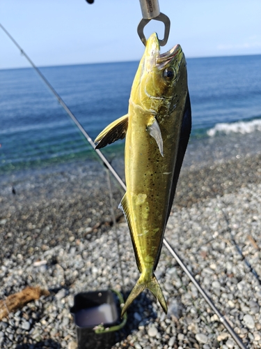 シイラの釣果