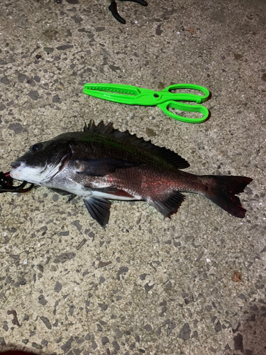 チヌの釣果