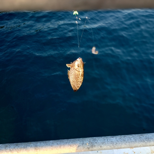 アイゴの釣果