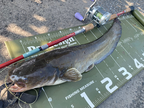 ナマズの釣果