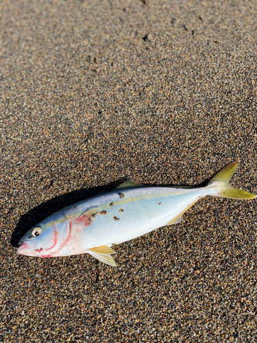 フクラギの釣果