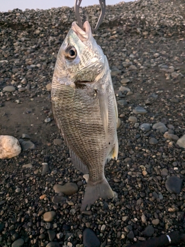 キビレの釣果