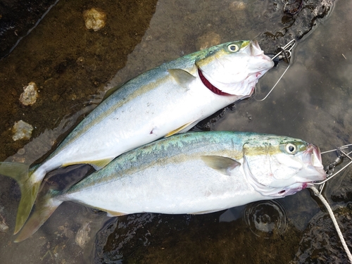 ワカシの釣果