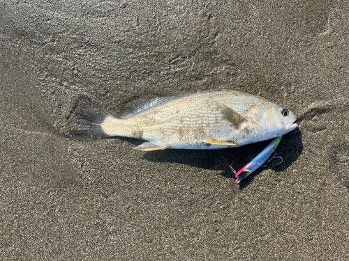 イシモチの釣果