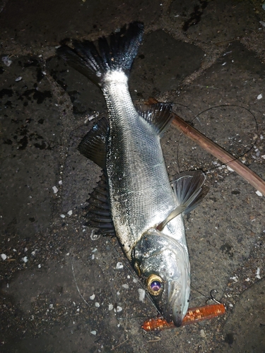 ハクラ（マルスズキ）の釣果