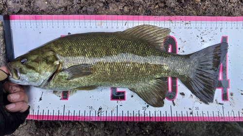 スモールマウスバスの釣果