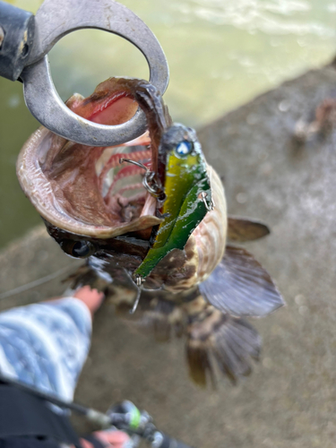 チャイロマルハタの釣果