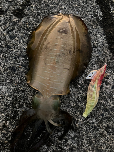 アオリイカの釣果