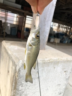 セイゴ（マルスズキ）の釣果