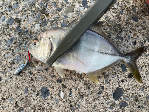 メッキの釣果