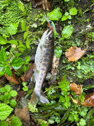 ヤマメの釣果