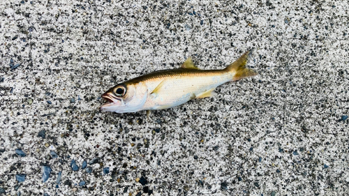 ムツの釣果