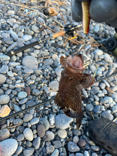 オオモンハタの釣果