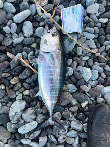 クロマグロの釣果