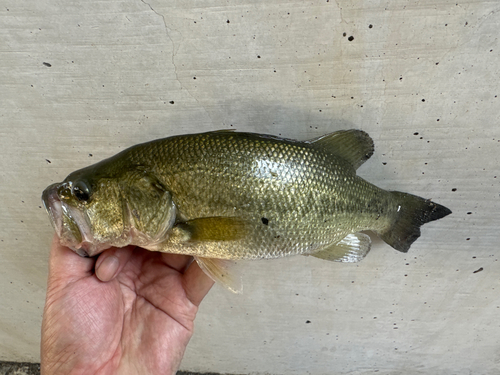 ラージマウスバスの釣果