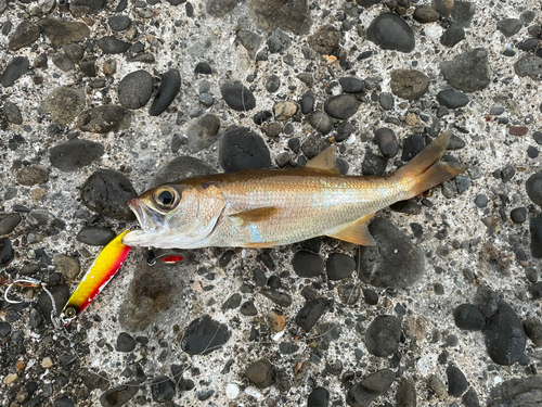 ムツの釣果