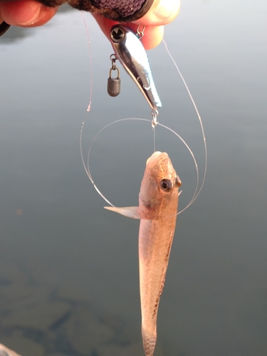 マハゼの釣果