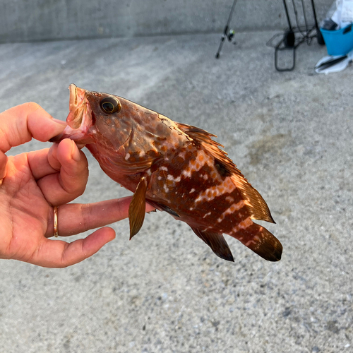 アコウの釣果