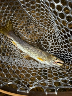 アメマスの釣果