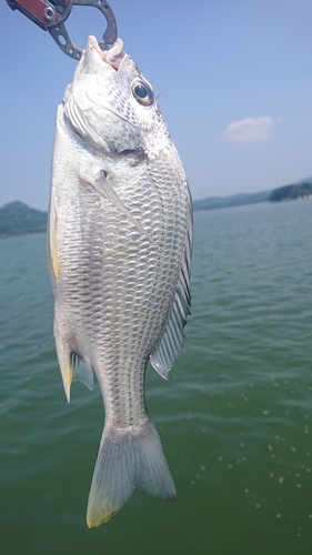 キビレの釣果