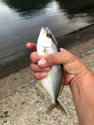 カンパチの釣果