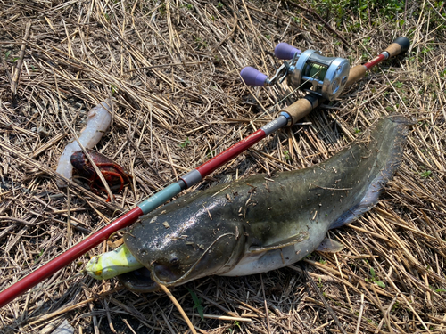 ナマズの釣果