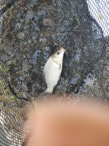 コイの釣果