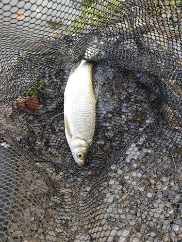 ワタカの釣果