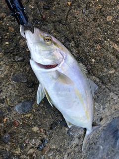 ショゴの釣果