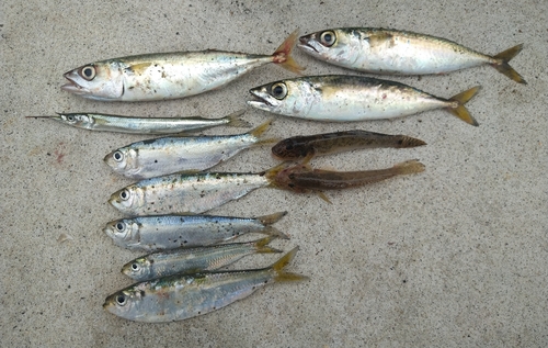 サバの釣果