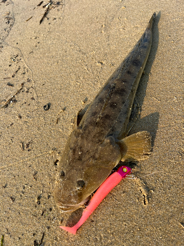 マゴチの釣果