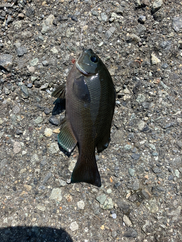 メジナの釣果