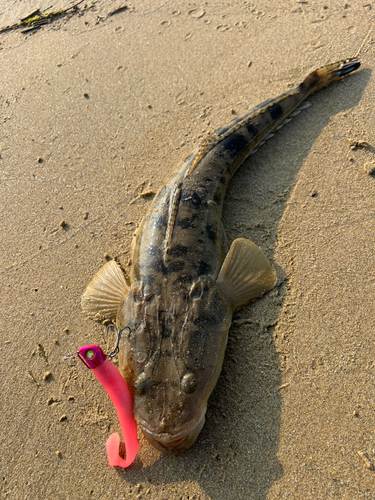 マゴチの釣果