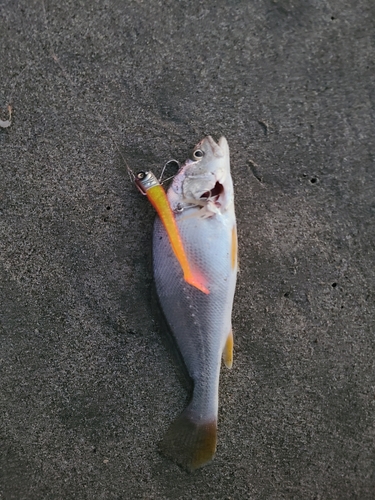 ニベの釣果