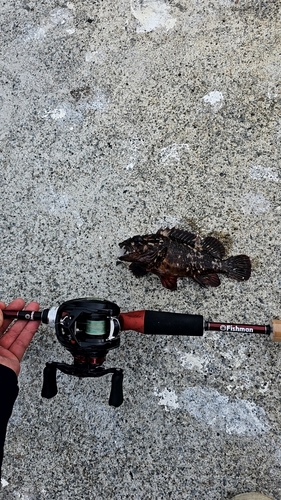 マゴチの釣果