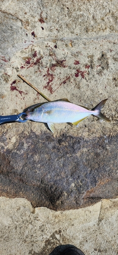 ショゴの釣果